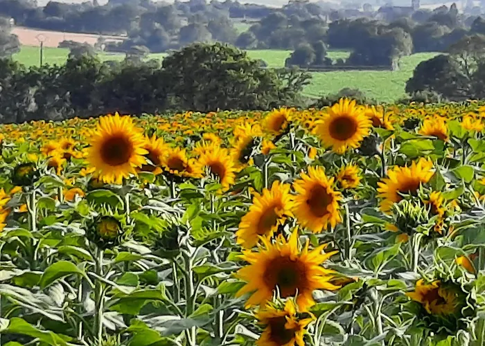 Casa vacanze De La Levrotiere - Alpes Mancelle Saint-Aubin-du-Desert